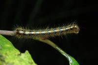 Lasiocampa quercus