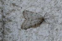 Epirrita