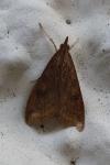 Udea ferrugalis