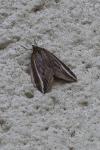 Chesias legatella