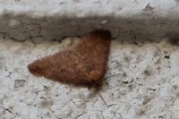 Erannis defoliaria