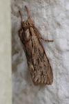 Asteroscopus sphinx