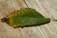Stigmella ulmivora