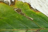 Stigmella ulmivora