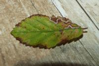 Stigmella aurella