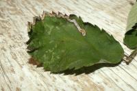 Stigmella aurella