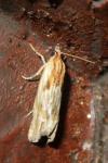 Eucosma cana
