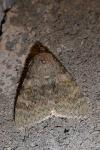 Catocala elocata