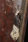 Trichophaga tapetzella