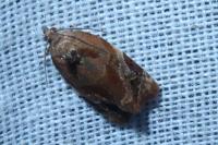 Ditula angustiorana
