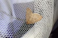 Operophtera brumata