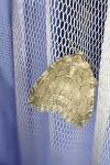 Epirrita dilutata