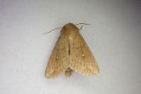Mythimna albipuncta