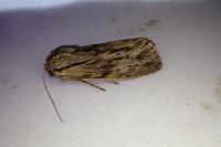 Asteroscopus sphinx