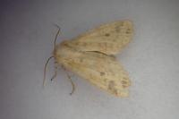 Cirrhia gilvago
