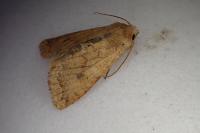 Sunira circellaris