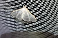 Palpita vitrealis