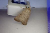 Hoplodrina ambigua