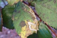Stigmella centifoliella