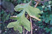 Phyllonorycter oxyacanthae