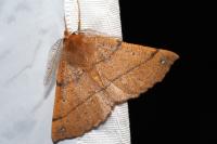Colotois pennaria