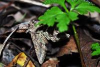 Allophyes oxyacanthae