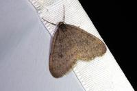 Operophtera brumata