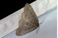 Epirrita dilutata