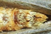 Epirrita dilutata