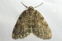 Epirrita dilutata