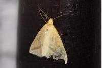 Rhodometra sacraria