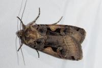 Xestia c-nigrum