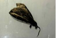 Chesias legatella
