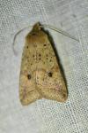 Leptologia blidaensis