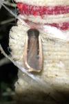 Ochropleura leucogaster