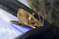 Trigonophora flammea