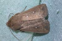 Mythimna albipuncta