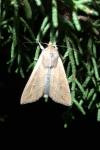 Mythimna unipuncta