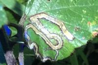 Stigmella aurella