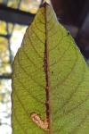 Stigmella salicis