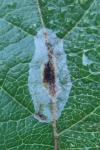 Phyllonorycter corylifoliella