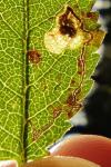 Stigmella plagicolella