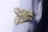 Allophyes oxyacanthae