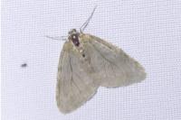 Epirrita
