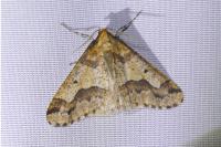 Erannis defoliaria