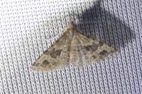 Alucita hexadactyla