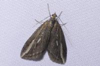 Chesias legatella