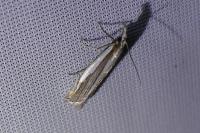 Crambus pascuella
