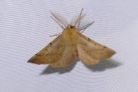 Colotois pennaria