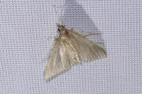 Antigastra catalaunalis